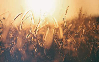 Harvest Festival Service